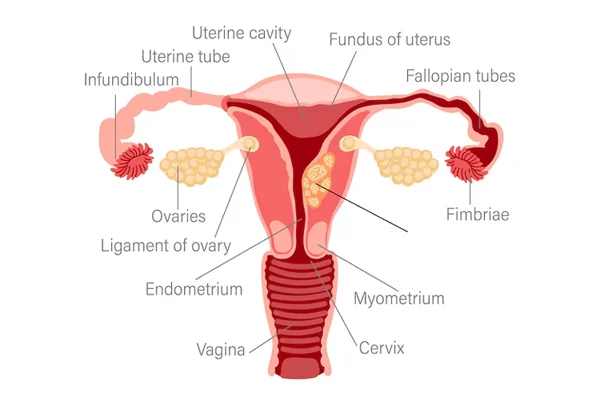Uterine Cancer